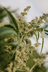 Hemp or cannabis flowers in uk hemp field 