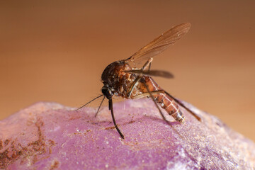 Mosquito on a purple crystal rock, closeup of photo
