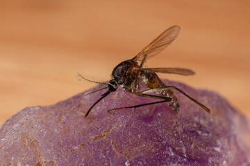 Mosquito on a purple crystal rock, closeup of photo
