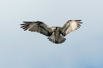 Balbuzard pêcheur, Pandion haliaetus, Western Osprey
