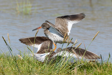 Chevalier gambette,.Tringa totanus, Common Redshank