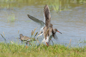Chevalier gambette,.Tringa totanus, Common Redshank