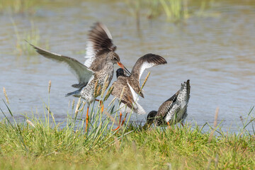 Chevalier gambette,.Tringa totanus, Common Redshank