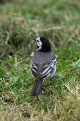 Bergeronnette grise,.Motacilla alba, White Wagtail