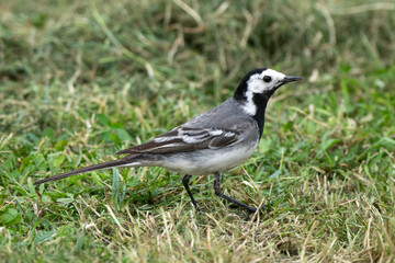 Bergeronnette grise,.Motacilla alba, White Wagtail