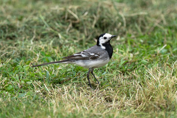 Bergeronnette grise,.Motacilla alba, White Wagtail