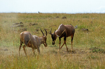 Damalisque, Damaliscus korrigum, Kenya,. Afrique