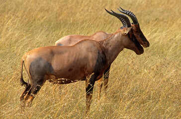 Damalisque, Damaliscus korrigum, Kenya,. Afrique
