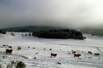 Vaches, neige, hiver, Plateau de l'Aubrac, 48, Lozère, France