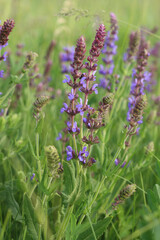 Obraz premium field of lavender