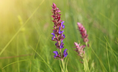 flowers in the field
