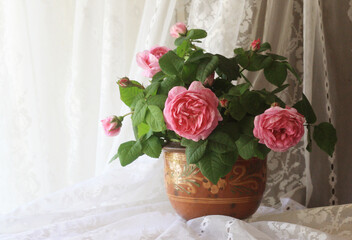 pink roses in a vase