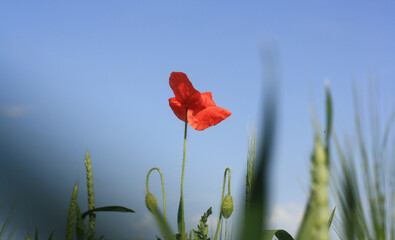 Poppy Fields in Full Bloom