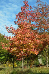 Naklejka premium platane à feuilles d'érable, platanus acerifolia