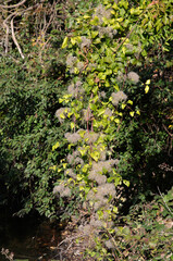 Clématite des haies, Clematis vitalba