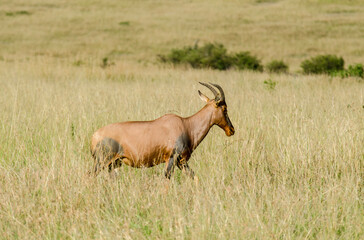 Damalisque, Damaliscus korrigum, Kenya,. Afrique