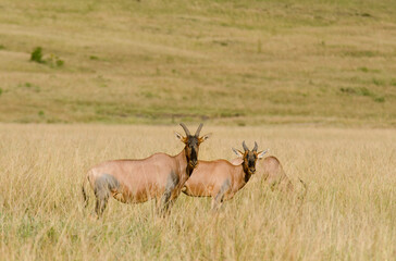 Damalisque, Damaliscus korrigum, Kenya,. Afrique