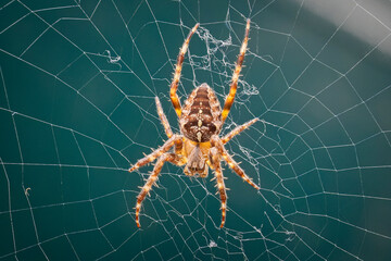 Close up of a brown, orange and white spider in the middle of its web