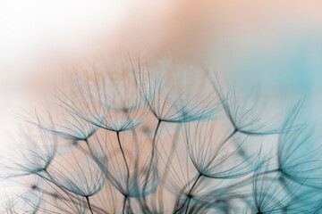 Close up Photo of a Dandelion Flower