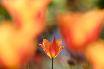 チューリップに囲まれて