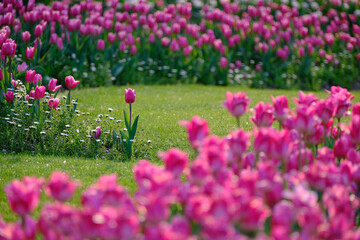 ピンクのチューリップ