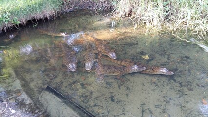 crocodiles on the bank of this stream in the mangrove swamp on daniela beach in florianopolis