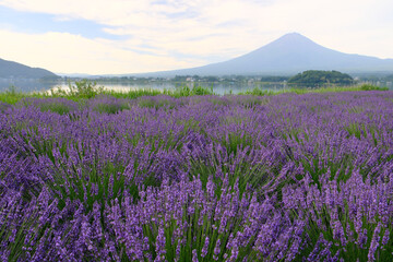 ラベンダー香る富士