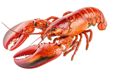 A vibrant red lobster displaying its distinctive claws, perfect for culinary, marine, or seafood-themed projects.
