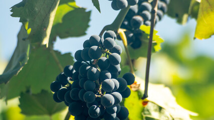 Large bunches of black grapes in sunlight