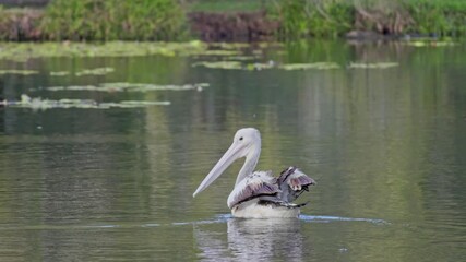 Australian pelican pelicans, Pelecanus conspicillatus, large black and white water bird, swimming paddling on lake pond, Queensland Australia