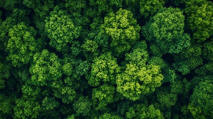 Fototapeta premium In spring or summer, a young, green forest can be seen from the top
