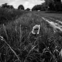 fineart nature and landscape in black&white