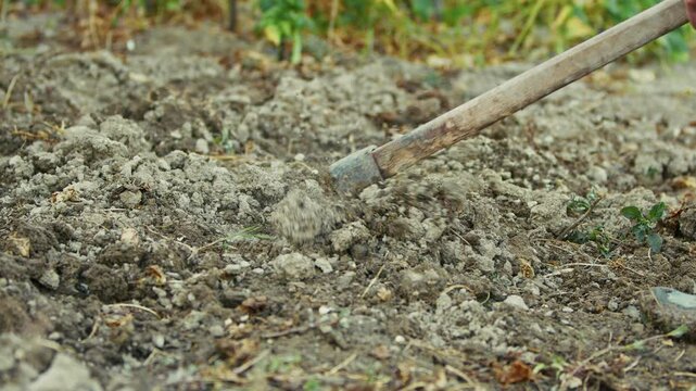 Old peasant woman hoeing the soil in her garden