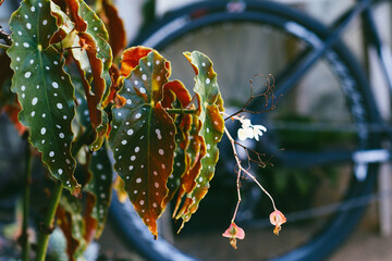 Polka Dot Begonia with Vibrant Leaves and Delicate Flowers