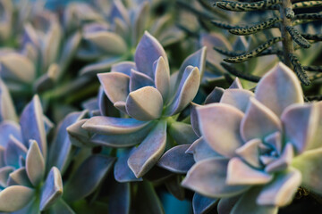 Succulent Garden: Echeveria with Vibrant Colors