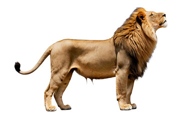 Fototapeta premium A majestic adult male lion in profile, showcasing its powerful build, flowing mane, and regal bearing. Isolated on white, perfect for wildlife documentaries, educational materials, or designs emphasiz