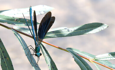 libellule demoiselle eur une feuille de saule
