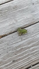 frog on a wooden fence