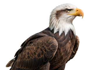 Obraz premium A majestic bald eagle, perched alertly, with its white head and powerful yellow beak contrasting against its dark brown body. Isolated on a white background, ideal for symbolizing freedom, strength, a