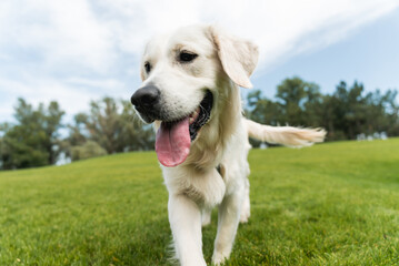 golden retriever dog