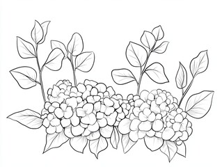 A hand-drawn illustration of hydrangea flowers with leaves in black and white.