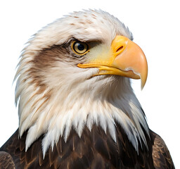 Obraz premium A close-up portrait of a majestic bald eagle, showcasing its sharp yellow beak, piercing eyes, and iconic white head feathers. Isolated on white, perfect for wildlife publications, patriotic designs, 