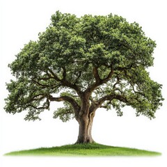 Obraz premium Large Oak Tree with Green Leaves Isolated on White Background.