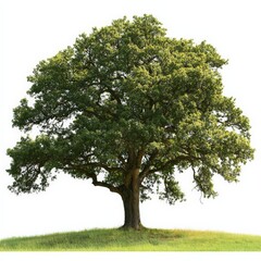 Obraz premium Large Oak Tree Isolated on White Background.