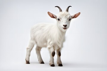 Fototapeta premium A small white goat kid with tiny horns standing on a white background, AI Generated