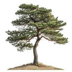 Single pine tree isolated on white background.
