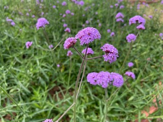 flowers in the garden