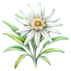 Edelweiss flower, watercolor clipart illustration on transparent background