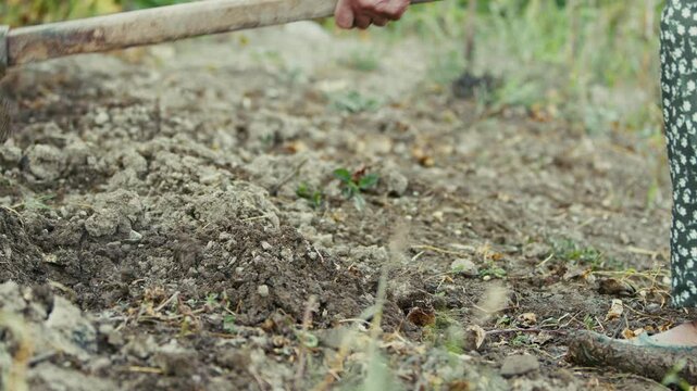 Old peasant woman hoeing the soil in her garden