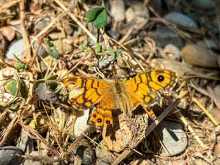 Orange butterfly with broken wings
